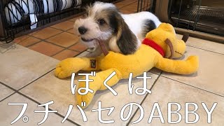 【初投稿】プチバセABBYが我が家にやってきた！【レア犬種】