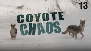 CHAOTIC COYOTES!! (Kentucky Coyote Hunting)