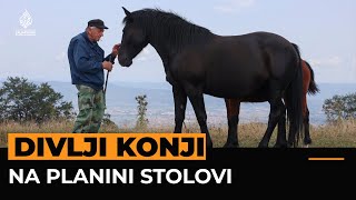 Divlji konji potpuno se slobodno kreću na planini Stolovi