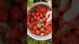 Kebun stroberi 🍓 terbesar di Tiongkok