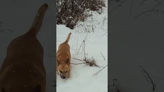 Over the Hill and Through the Woods!... #dog #walk #snow