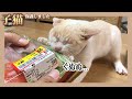 【憤怒】子猫との食べ物をめぐる争いに嫌気がさしたので対策します