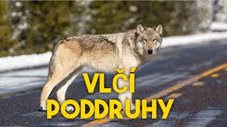 VLK OBECNÝ - Poddruhy