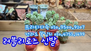 23.8.6.란다자리 신발분 인테리어 소품으로 하다.러블리 로즈 식재해요.