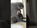 Baby Monkey Lollipop Suckled So Much Milk From His Mother That He Has The Hiccups #babymonkey