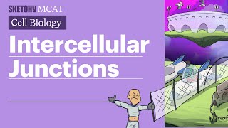 Intercellular Junctions: Gap, Tight \u0026 Desmosomes (Full Lesson) | Sketchy MCAT