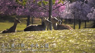 Morning of Deer (English Sub) / Nara in Spring