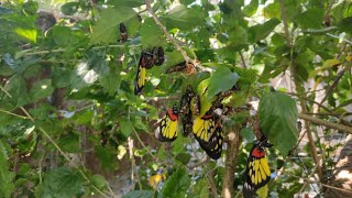 caterpillar turn into butterfly/ আমার বাগানে শুঁয়োপোকা থেকে প্রজাপতি