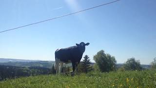 Summer of Switzerland :: Uetliberg Hike