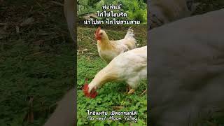 พ่อพันธุ์ไก่ไข่ไฮบริด #ไก่ไข่ #ไก่ไข่อารมณ์ดี #เลี้ยงไก่ #ไก่โร้ดแดง #ไก่โร้ดขาว #เกษตรอินทรีย์