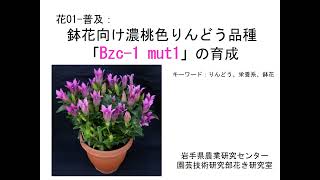 鉢花向け濃桃色りんどう品種「Bzc-1 mut1」の育成