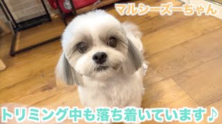 【トリミング】２回目のご来店で落ち着いているマルシーズーちゃん♪【レオンくん】2022年4月29日(金)