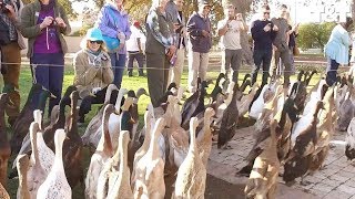 Watch 1000 Ducks Waddle To Work On Wine Farm