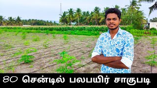 80 சென்டில் பலபயிர் சாகுபடி | palapayir sagupadi | இயற்கை விவசாயம் | pv naturals