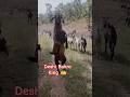 desi Bakra black Bangal nasl  ka#animals #shorts #goat