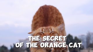 The secret of orange cat | ความลับของแมวส้ม