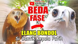 ELANG BONDOL Brahminy Kite