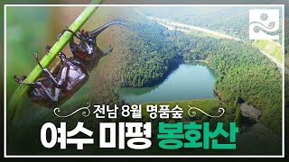 [명품숲] 여수 봉화산 힐링숲ㅣ산림욕장ㅣ8월 명품숲