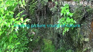 自然の音【自然の癒し映像音】苔を伝う湧き水のしたたり音　リラクゼーション、睡眠、癒し、3時間　Drop sound of the spring along moss　・Japanese river