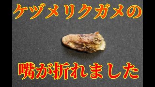 大型のケヅメリクガメのくちばしの先端が折れてしまいました（汗　Geochelone sulcatantea　非洲鞭龟　เต่าเดือยแอฟริกา　अफ्रीकी प्रेरित कछुआ