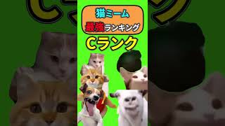 猫ミーム最強ランキング  #猫マニ #猫ミーム  #最強