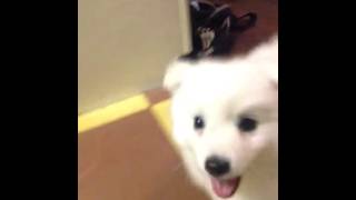 Japanese Spitz Puppy - at the breeder's (at 8 weeks)