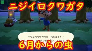 【6月からの虫】ニジイロクワガタ 出現入手場所 売値 攻略【北半球 あつまれ どうぶつの森 あつ森】