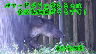 国内で金沢動物園でしか見れない、ベアードバクに会ってきた！