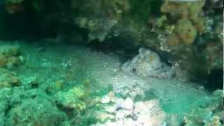 GoPro Scuba Diving At Shiprock Sydney