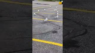 The seagulls at the parking area #birds #shorts