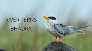 River Terns of Bhadra - Trailer