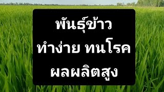 พันธุ์ข้าวทนโรค ผลผลิตสูง ทำง่าย #สูตรปุ๋ย #ทำนา #ข้าวหมาก #voiceeffects #ย่อยสลายฟาง #farming