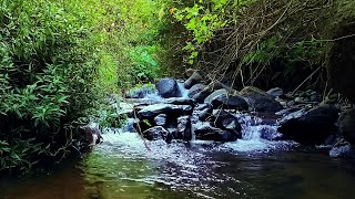 Waterfall Gentle Stream Sound in forest Waterfall Sounds Flowing Water White Noise for Sleep