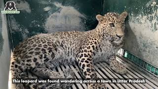 Rescued Leopard being released back into the wild!