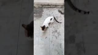 Cat's strange behaviour #cat #whitecats #catvideos #catlover #catlife #cats #catvideo #catshorts