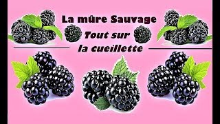 La cueillette des mûres sauvages - Tout savoir