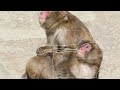 Automatic identification of behaviour in Japanese macaques using LabGym AI (Ardoin & Sueur, 2024)