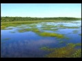 pantanal brasil tema da novela