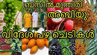 മണ്ണുത്തിയിലെ വലിയ വിദേശ പഴ തോട്ടം |brazil grape | abiu | all exotic fruit plants