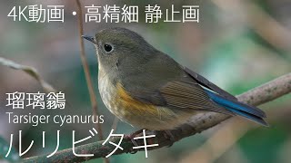 高精細 ルリビタキ（瑠璃鶲：Tarsiger cyanurus）