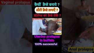 Uterine prolapse in buffalo l vaginal prolapse l dr Umar Khan