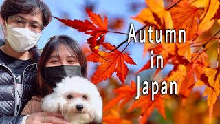 JAPAN AUTUMN SEASON/IZUMI NATURE PARK /2021