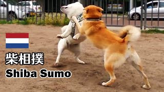 柴犬柿丸 最強ジョシーバちゃん 近所のドッグラン【オランダ / 環境音 】Kaki-Maru the Shiba Inu