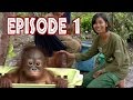 We Love Orangutans | Mia Puspita - Babysitter at BOS Foundation Nyaru Menteng