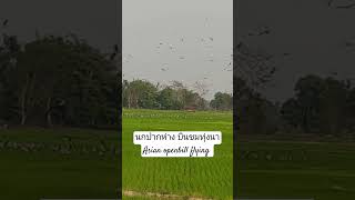 นกปากห่าง บินชมทุ่งนาAsian openbill flying