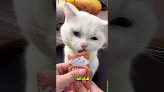 12袋主食猫饭只要9.9！配料干净，猫咪吃着妥妥的长肉发腮！#萌宠好物 #新手养猫 #猫饭推荐 #猫罐头