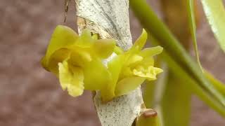 @timsothy6857 Dendrobium anceps😍គន្លឹះដាំថែទាំ ផ្កាកេសរកូលឈ្មោះ កន្ទុយក្ងោក🌿