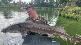 Rybník Pilský / SHAMAN Boilies / Jeseteři 20+ / Kapři 17+