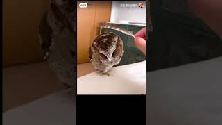 Cute Owl looking his feather 😂😜