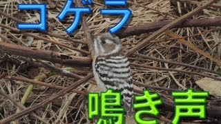 コゲラ　鳴き声も入ってます　Japanese Pygmy Woodpecker  Dendrocopos kizuki